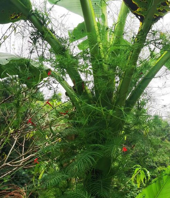 芭蕉视频个人视频2.1