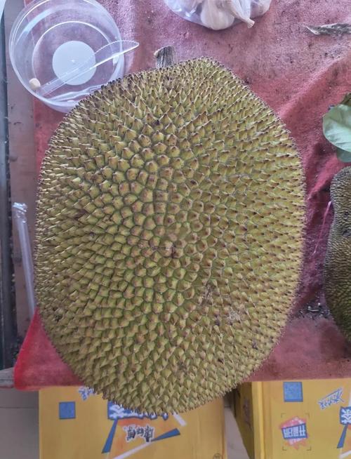 菠萝蜜国际通道