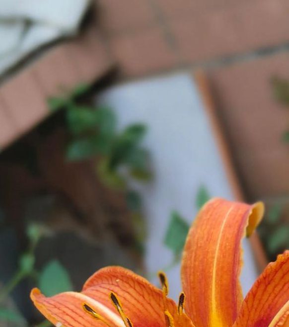 忘忧草日本高清社区