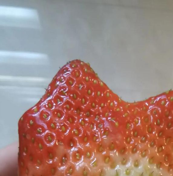 草莓视频声音放飞自我