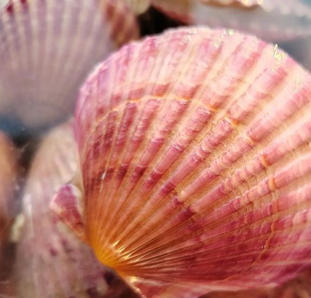 抠粉色扇贝