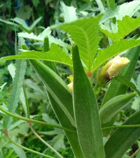 秋葵绿巨人下载在线