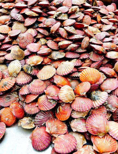 抠粉色扇贝