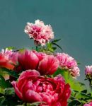 国色天香社区视频高清版