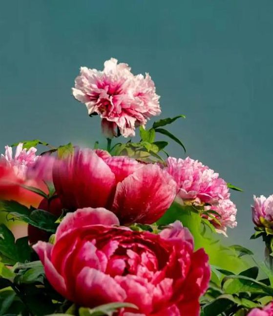 国色天香社区视频高清版