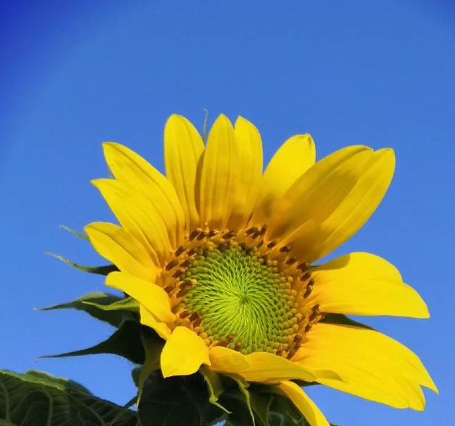 xrk1_3_0ark向日葵老版本