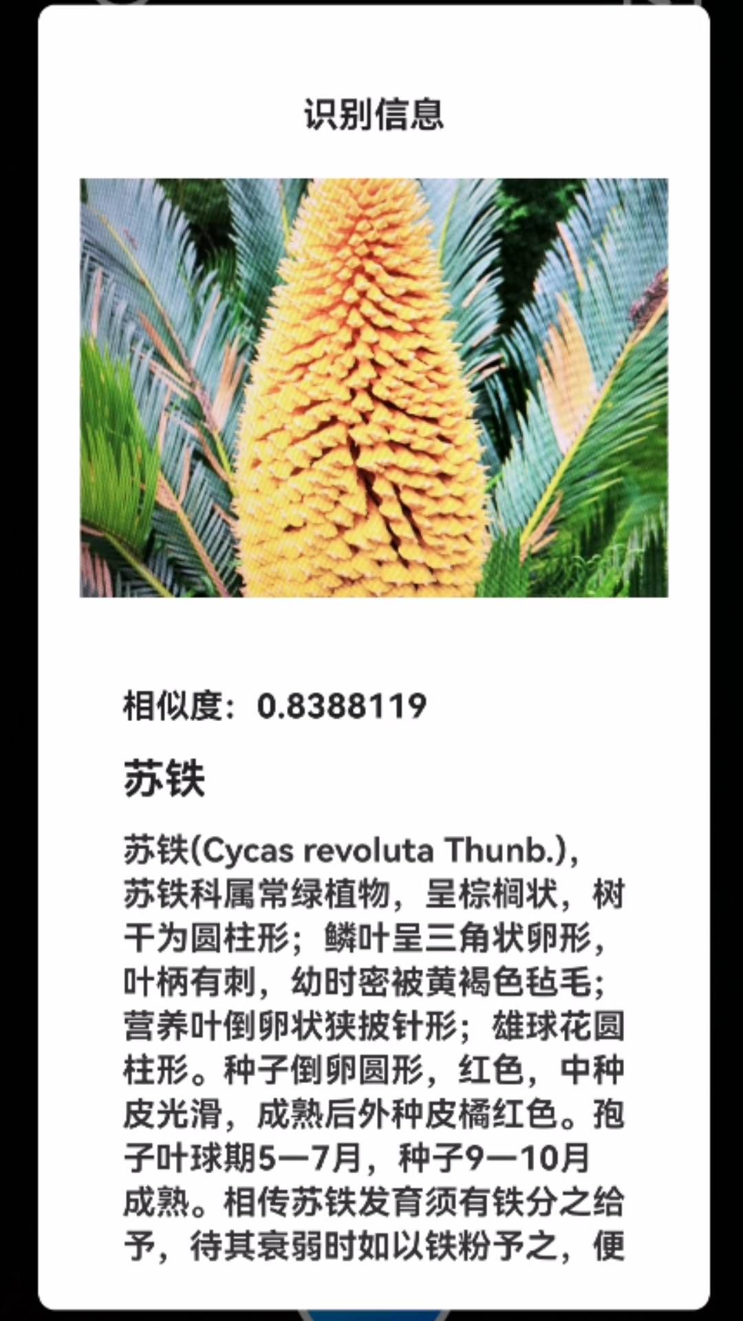 君子兰宝匣官网版