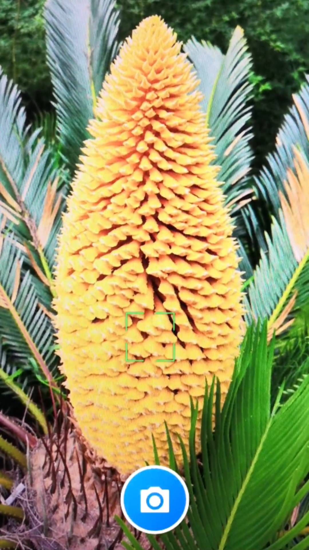 君子兰宝匣官网版