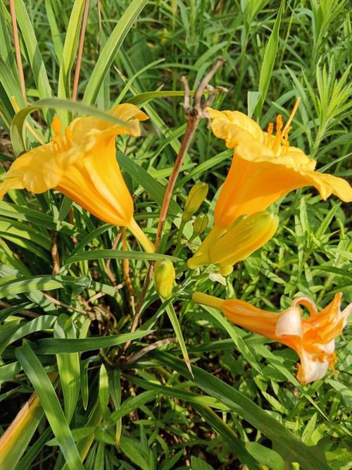 新俏佳人2021忘忧草