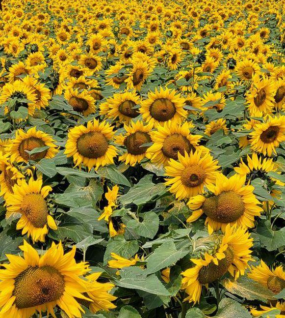 xrk1_3_0ark向日葵BD高清