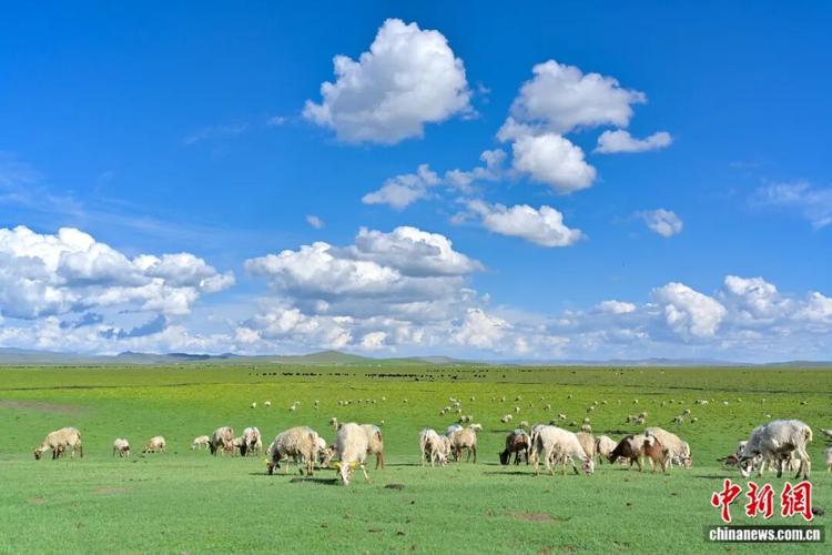 国国内清清草原免费视频99