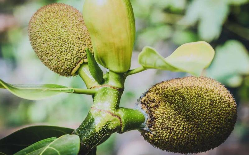 菠萝菠萝蜜免费视频高清观看1