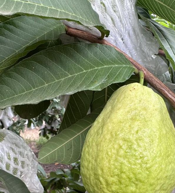 草莓丝瓜樱桃小蝌蚪榴莲芭乐最新版