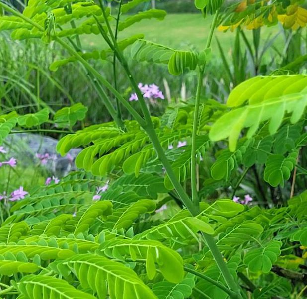 野花视频大全免费版