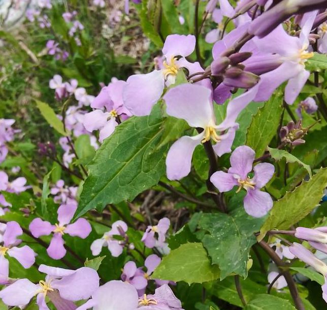 野花视频大全免费版