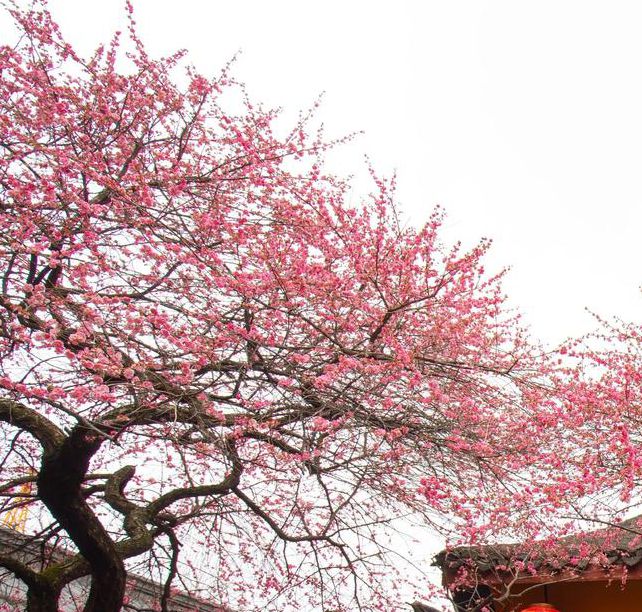 梅花视频1.0.6安卓版