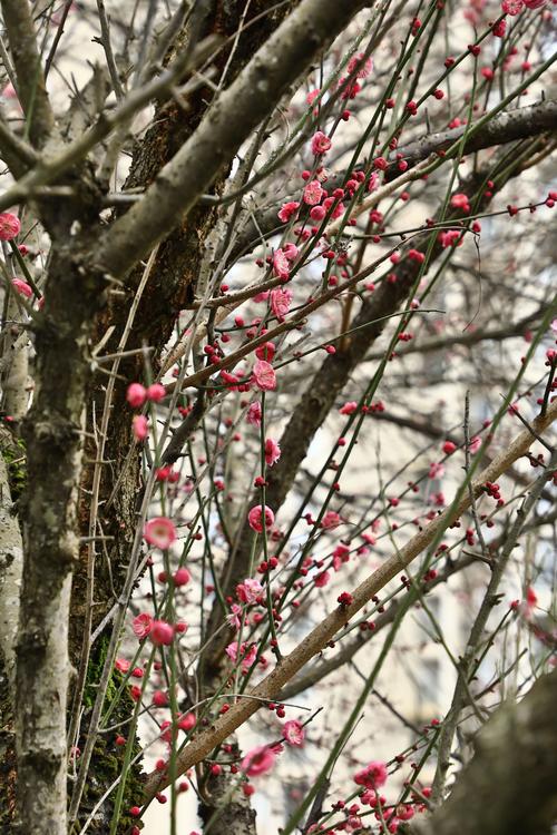 梅花视频1.0.6安卓版