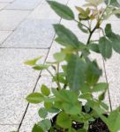 蜜芽.768.mon忘忧草一区