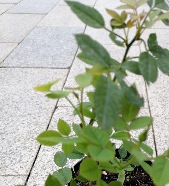 蜜芽.768.mon忘忧草一区