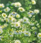 野花视频免费观看高清完整版