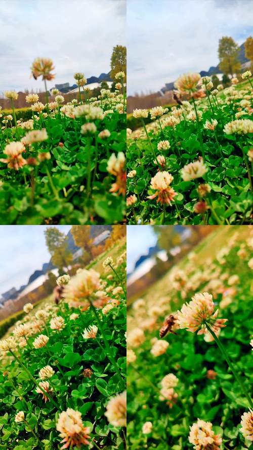 野花视频免费观看高清完整版