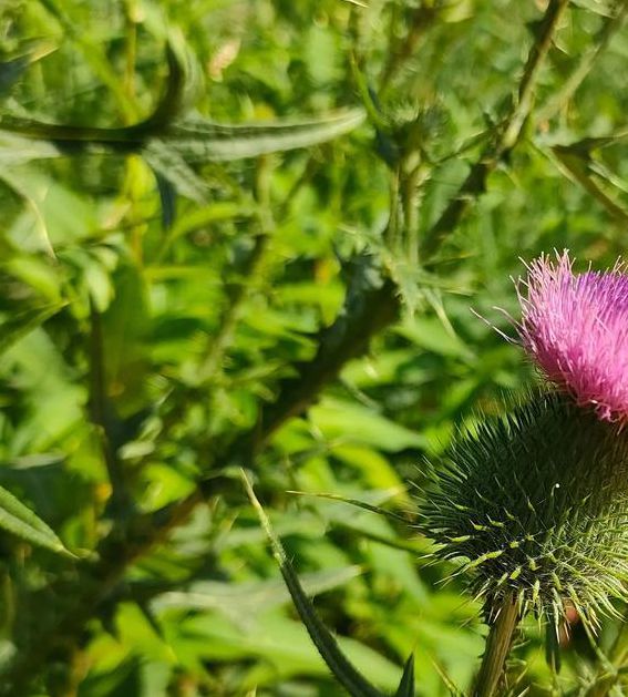 野花视频免费观看高清完整版