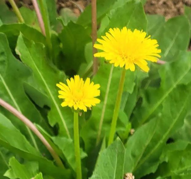 野花社区免费观看在线观看3