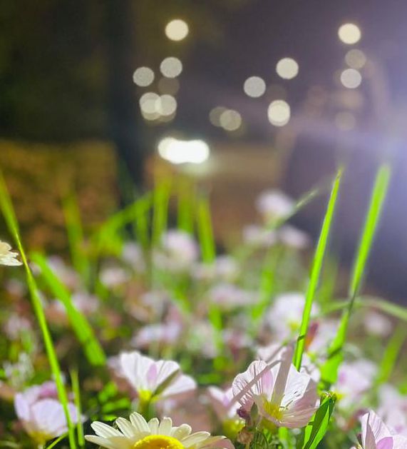 野花社区免费观看在线观看3