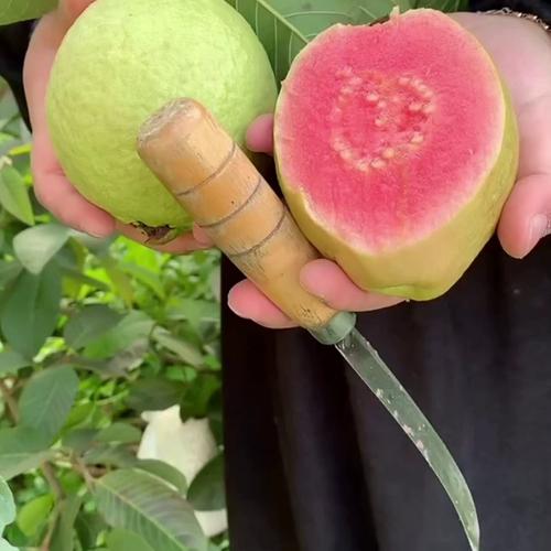 绿巨人秋葵 榴莲 樱桃 小蝌蚪 app