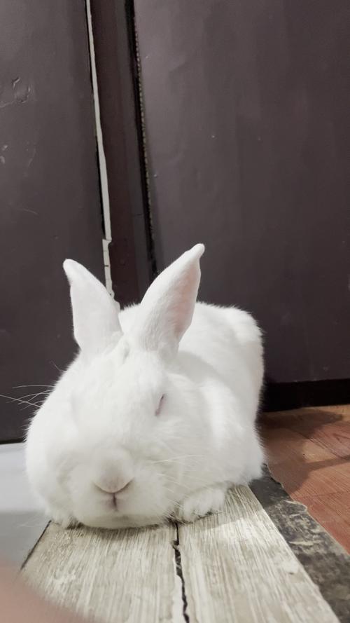 午夜小白兔视频