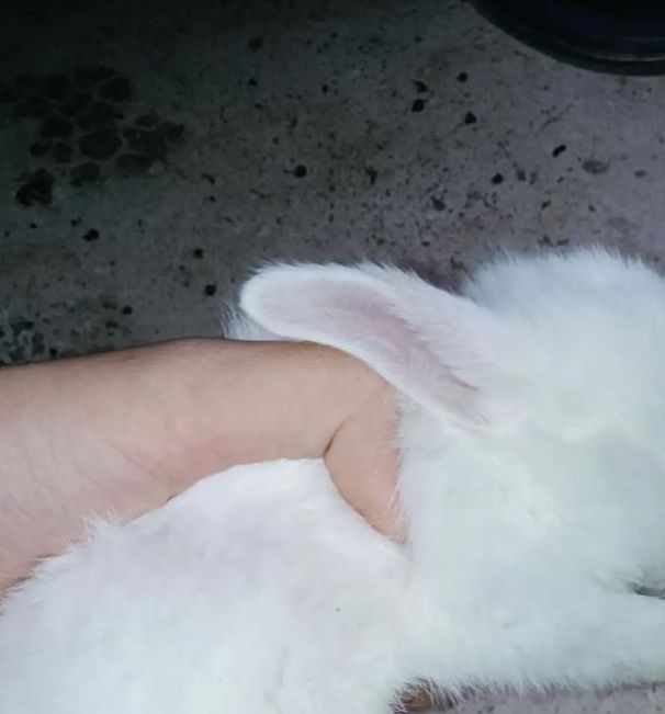 午夜小白兔视频