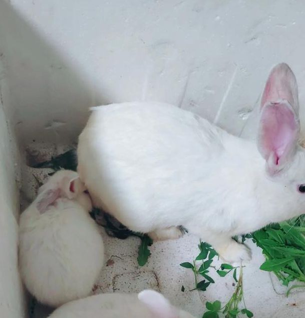 午夜小白兔视频