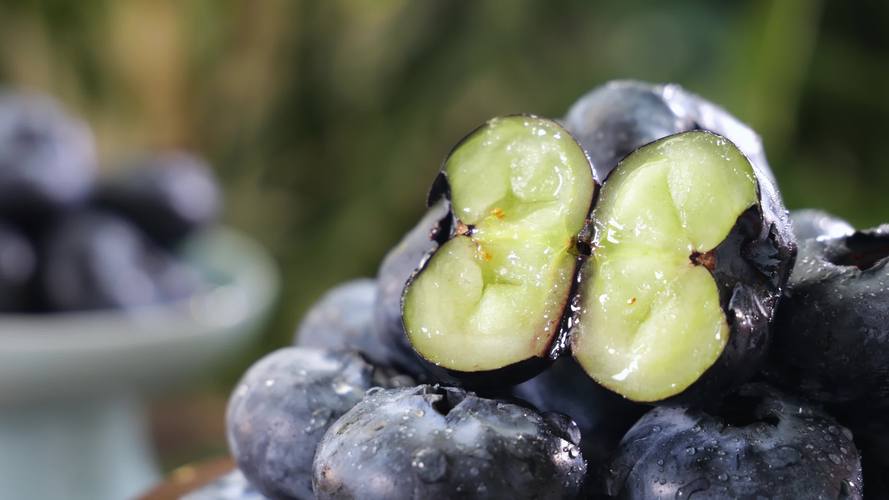 蓝莓视频免费版