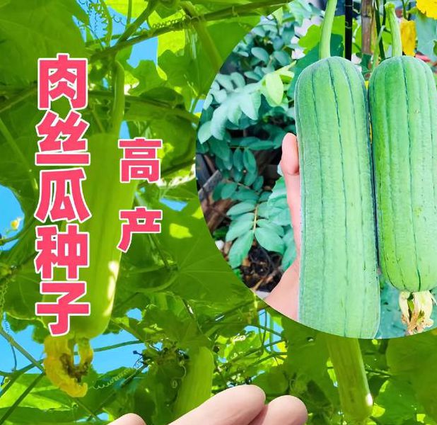 绿巨人芭乐小猪幸福宝丝瓜