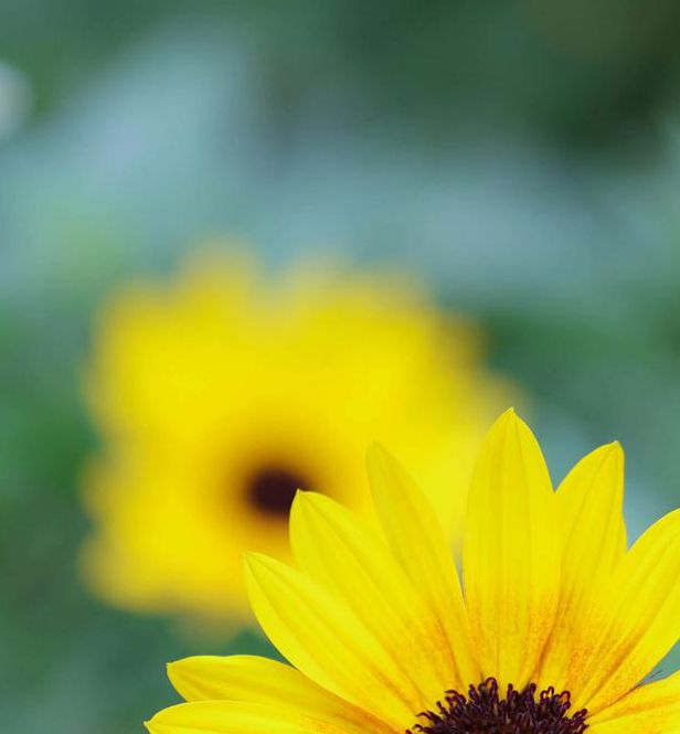 向日葵香蕉茄子丝瓜草莓小猪