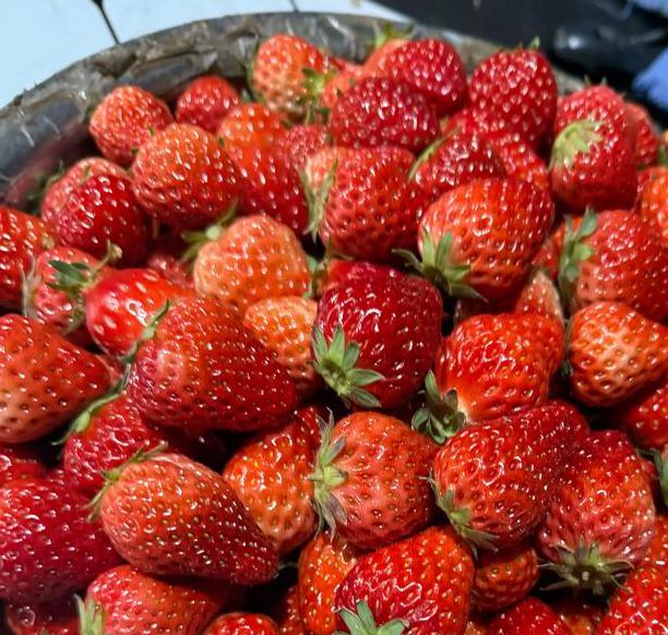 向日葵香蕉茄子丝瓜草莓小猪