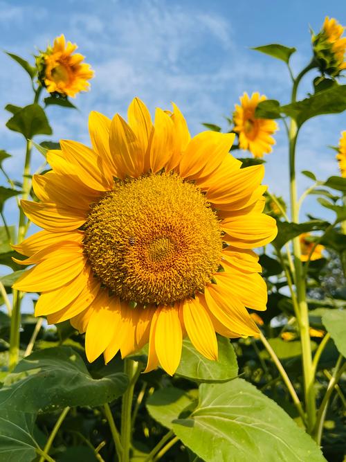 向日葵视频ios在线无限看-丝瓜ios视频樱桃视频免费