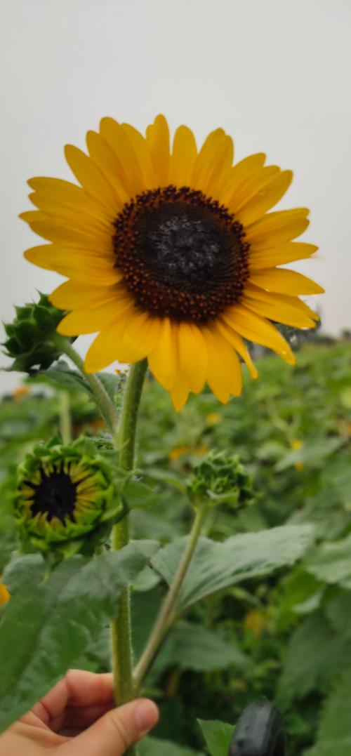 向日葵视频ios在线无限看-丝瓜ios视频樱桃视频免费