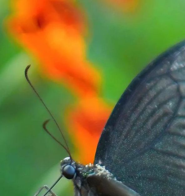 565tv凤蝶直播安卓版