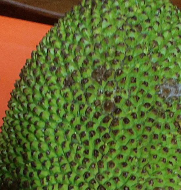 菠萝蜜视频app又大又长