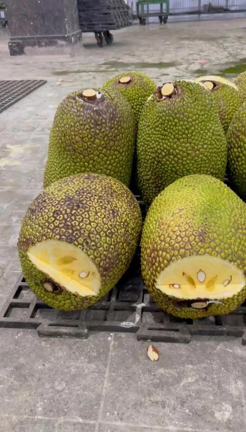 菠萝蜜app官网进口