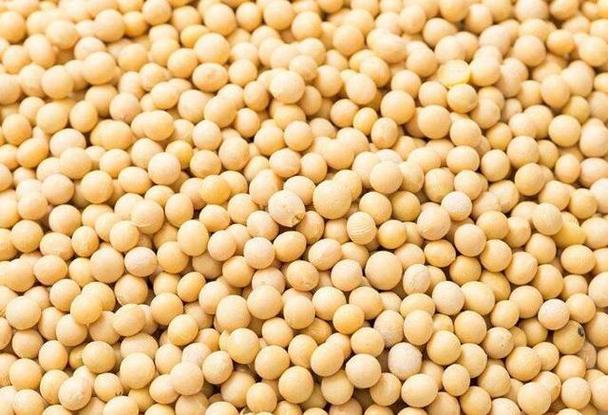 japonensisjava成熟大豆行情