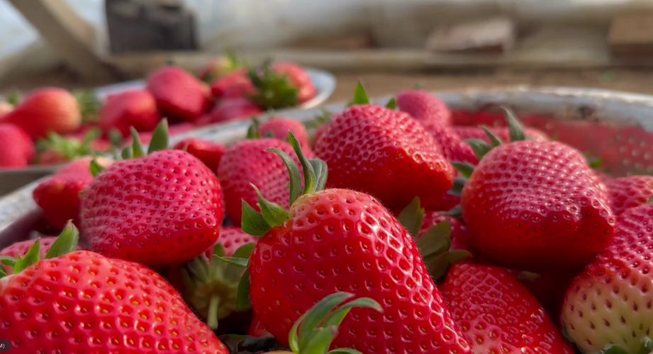 草莓视频在线观看高清完整版下载