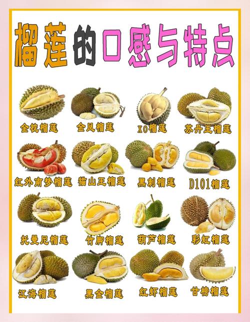 草莓香蕉绿巨人榴莲