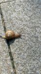 蜗牛视频