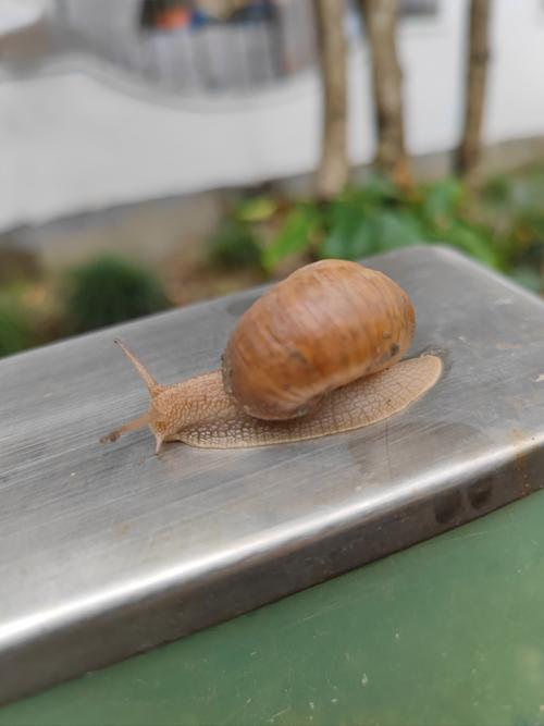 蜗牛视频