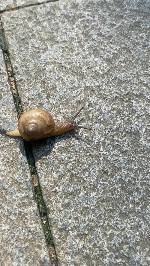 蜗牛视频