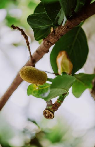 菠萝菠萝蜜免费视频高清观看2018