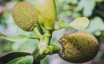菠萝菠萝蜜免费视频下载