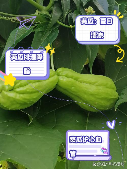 丝瓜黄瓜草莓茄子向日葵秋葵污